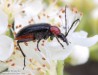tesařík červenoštítý (Brouci), Dinoptera collaris, Cerambycidae, Rhagiini (Coleoptera)
